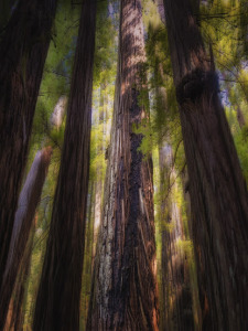 in-the-redwood-forest